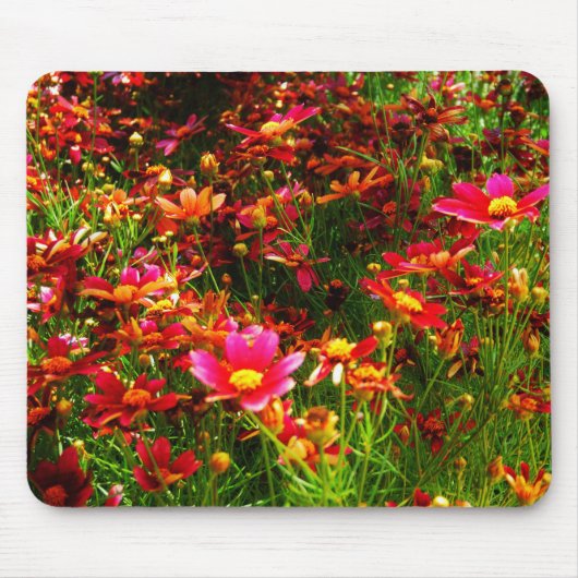 Heldere roze en gele Daisy Wilde bloemen Muismat (Voorkant)