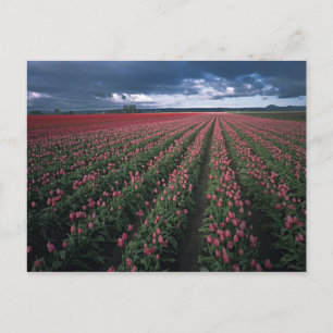 Heldere roze en rode tulpen gloeien onder donker briefkaart