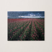 Heldere roze en rode tulpen gloeien onder donker legpuzzel (Horizontaal)