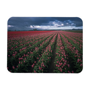 Heldere roze en rode tulpen gloeien onder donker magneet