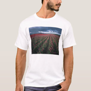 Heldere roze en rode tulpen gloeien onder donker t-shirt
