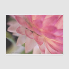 Heldere roze strobloem tissuepapier