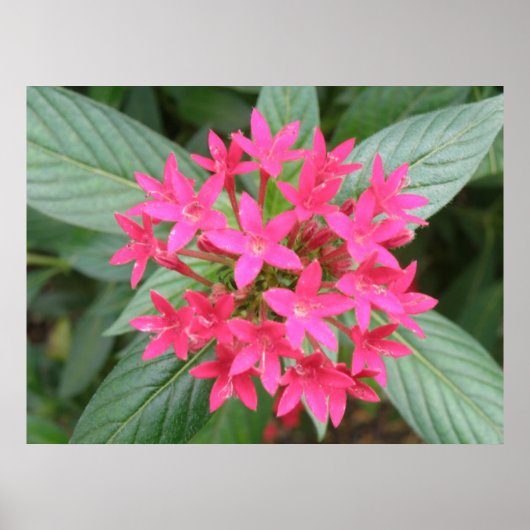 Heldere roze tropische bloemen poster (Voorkant)