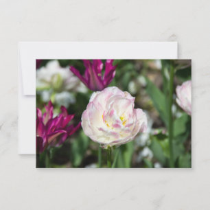 Heldere roze tulpen op een zonnige dag