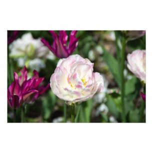 Heldere roze tulpen op een zonnige dag foto afdruk