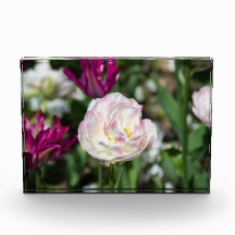 Heldere roze tulpen op een zonnige dag