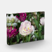 Heldere roze tulpen op een zonnige dag fotoblokken (Links)