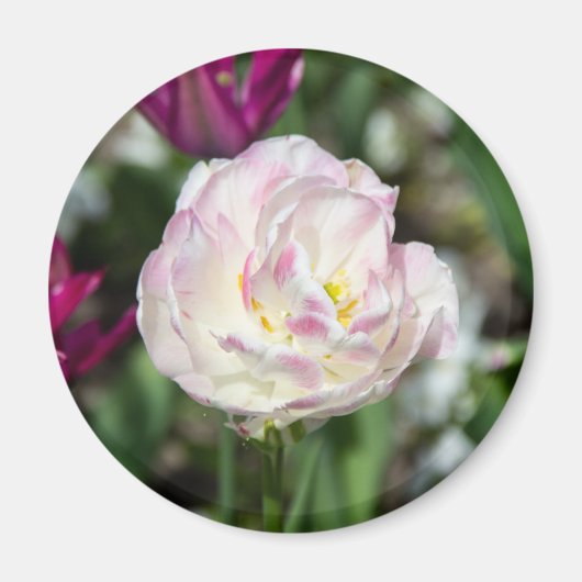 Heldere roze tulpen op een zonnige dag magneet (Voorkant)