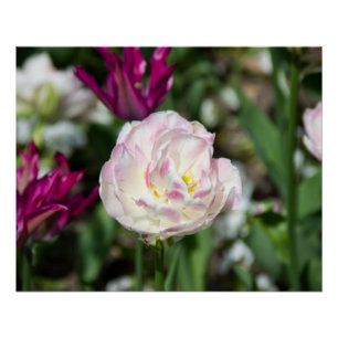Heldere roze tulpen op een zonnige dag perfect poster