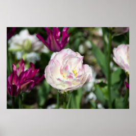 Heldere roze tulpen op een zonnige dag poster