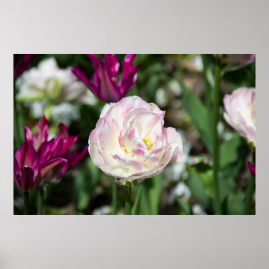 Heldere roze tulpen op een zonnige dag poster (Voorkant)
