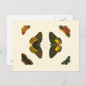 Heldere vlinders van Pieter Cramer Briefkaart (Voorkant / Achterkant)