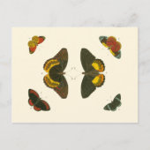 Heldere vlinders van Pieter Cramer Briefkaart (Voorkant)