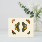 Heldere vlinders van Pieter Cramer Briefkaart (Staand voorkant)