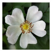 heldere witte bloem poster (Voorkant)