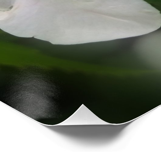 heldere witte bloem poster (Hoek)