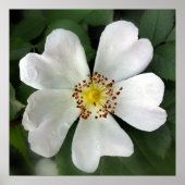 heldere witte bloem poster (Voorkant)