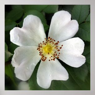 heldere witte bloem poster