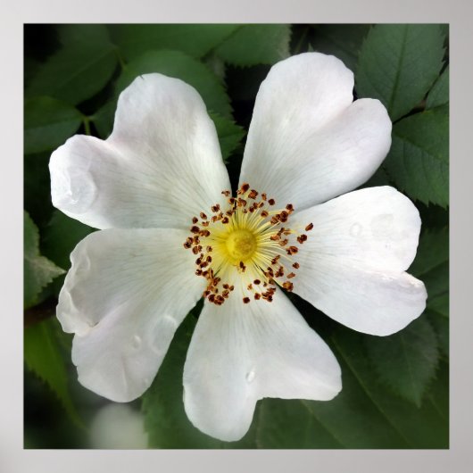 heldere witte bloem poster (Voorkant)