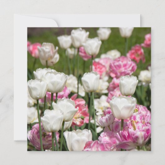 Heldere witte en roze tulpen op een zonnige dag (Voorkant)