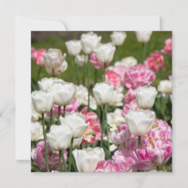 Heldere witte en roze tulpen op een zonnige dag