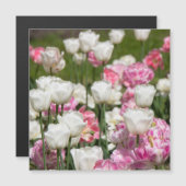 Heldere witte en roze tulpen op een zonnige dag (Voorkant / Achterkant)