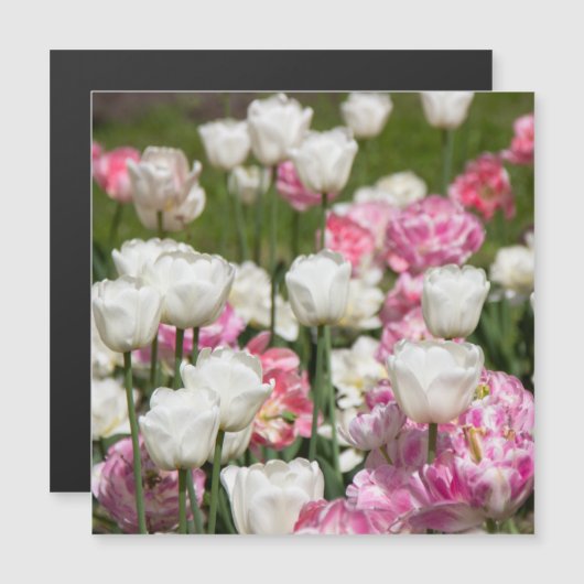 Heldere witte en roze tulpen op een zonnige dag (Voorkant / Achterkant)