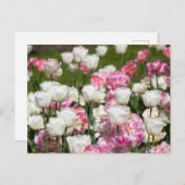 Heldere witte en roze tulpen op een zonnige dag  briefkaart (Voorkant / Achterkant)