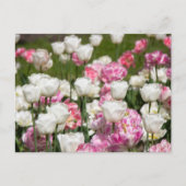Heldere witte en roze tulpen op een zonnige dag  briefkaart (Voorkant)