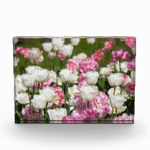 Heldere witte en roze tulpen op een zonnige dag