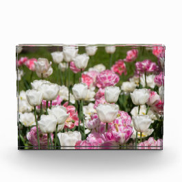 Heldere witte en roze tulpen op een zonnige dag fotoblokken