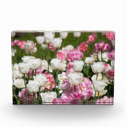 Heldere witte en roze tulpen op een zonnige dag fotoblokken (Voorkant)