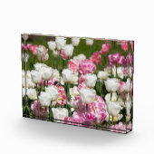 Heldere witte en roze tulpen op een zonnige dag fotoblokken (Rechts)