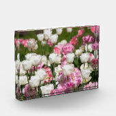 Heldere witte en roze tulpen op een zonnige dag fotoblokken (Links)