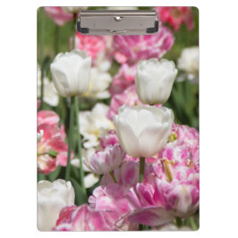 Heldere witte en roze tulpen op een zonnige dag klembord