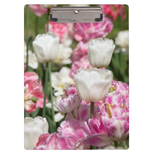 Heldere witte en roze tulpen op een zonnige dag klembord (Voorkant)
