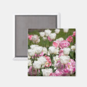 Heldere witte en roze tulpen op een zonnige dag magneet (Voorkant / Achterkant)