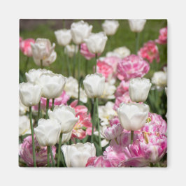 Heldere witte en roze tulpen op een zonnige dag magneet
