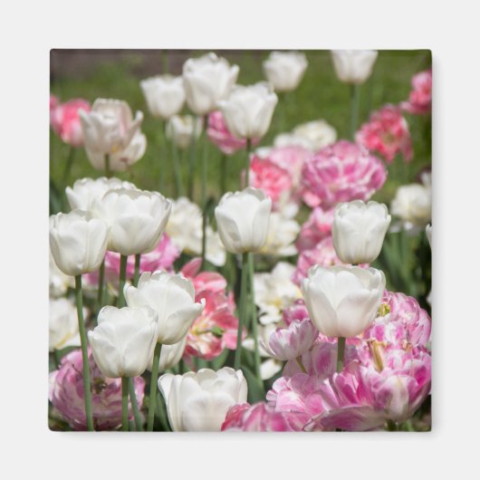 Heldere witte en roze tulpen op een zonnige dag magneet (Voorkant)