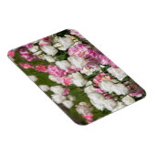 Heldere witte en roze tulpen op een zonnige dag magneet (Rechterzijde)