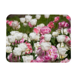 Heldere witte en roze tulpen op een zonnige dag magneet