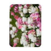 Heldere witte en roze tulpen op een zonnige dag magneet (Verticaal)
