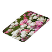 Heldere witte en roze tulpen op een zonnige dag magneet (Linkerzijde)