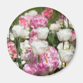 Heldere witte en roze tulpen op een zonnige dag magneet