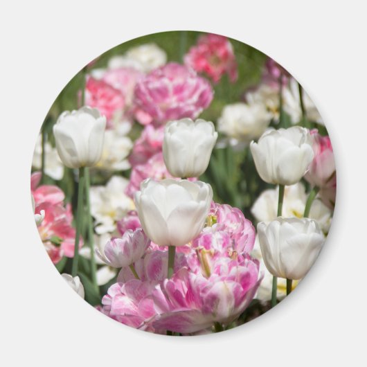 Heldere witte en roze tulpen op een zonnige dag magneet (Voorkant)