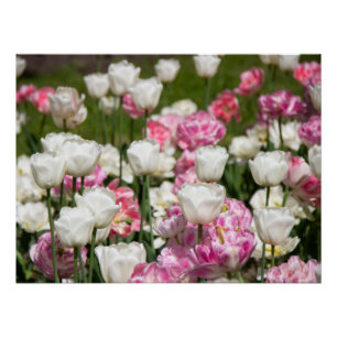 Heldere witte en roze tulpen op een zonnige dag perfect poster