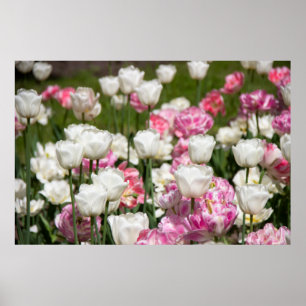 Heldere witte en roze tulpen op een zonnige dag poster