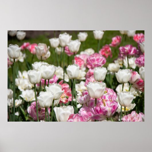 Heldere witte en roze tulpen op een zonnige dag poster (Voorkant)