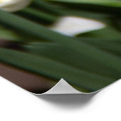 Heldere witte en roze tulpen op een zonnige dag poster (Hoek)