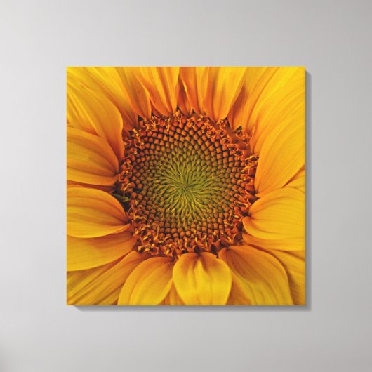 Heldere zonnebloem canvas afdruk (Voorkant)